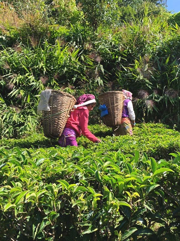 Rare-Tea-Company-Our-Approach-To-Organic-Tea-5