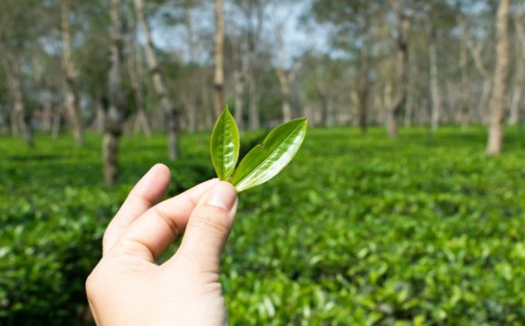 Assam-Milk-Tea-x-no-credits-needed-1