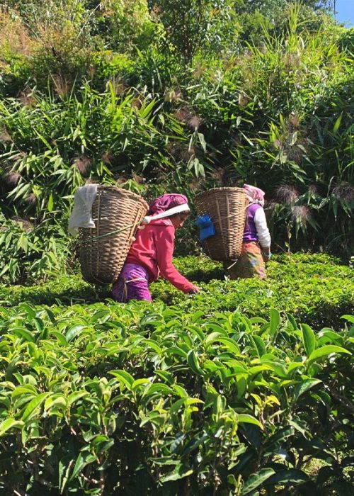 Rare-Tea-Company-Our-Approach-To-Organic-Tea-5